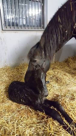 Öppet Stall i Vimmerby