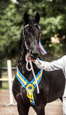 Resultat premiering och IBOP 2017