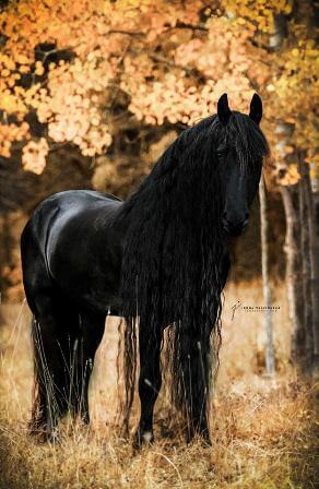 Friends- SIHS-snart är det dags!