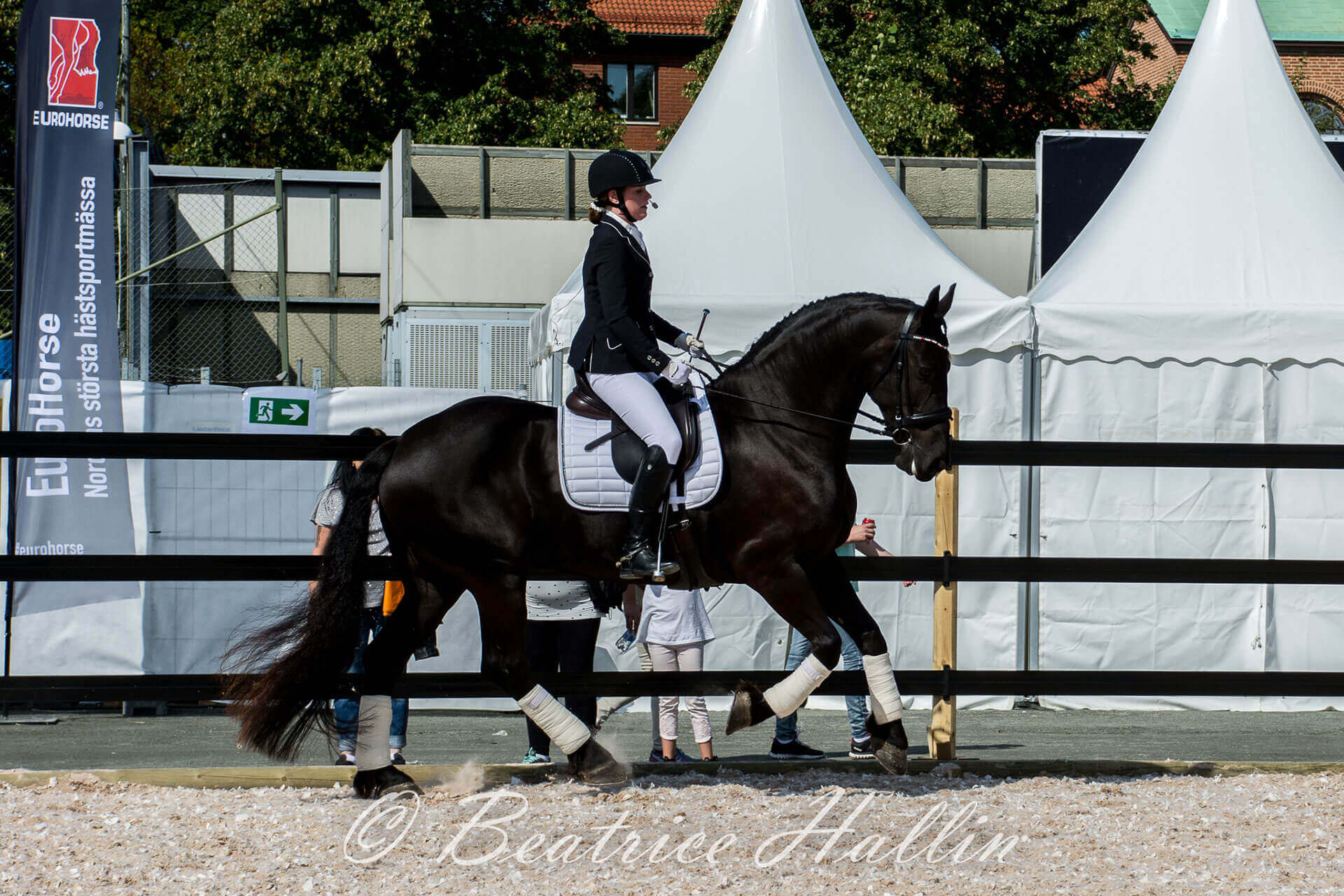 HÖSTCUP i dressyr 2024