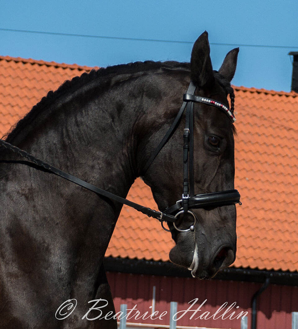 Grattis Anna Linnér!