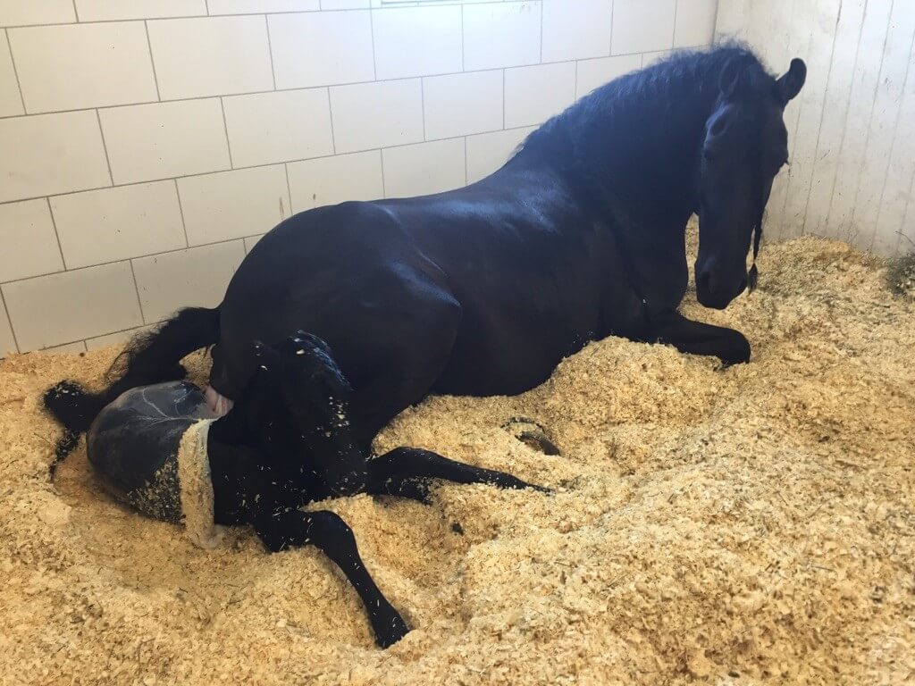 Svenska Frieserhästföreningens avelsforum