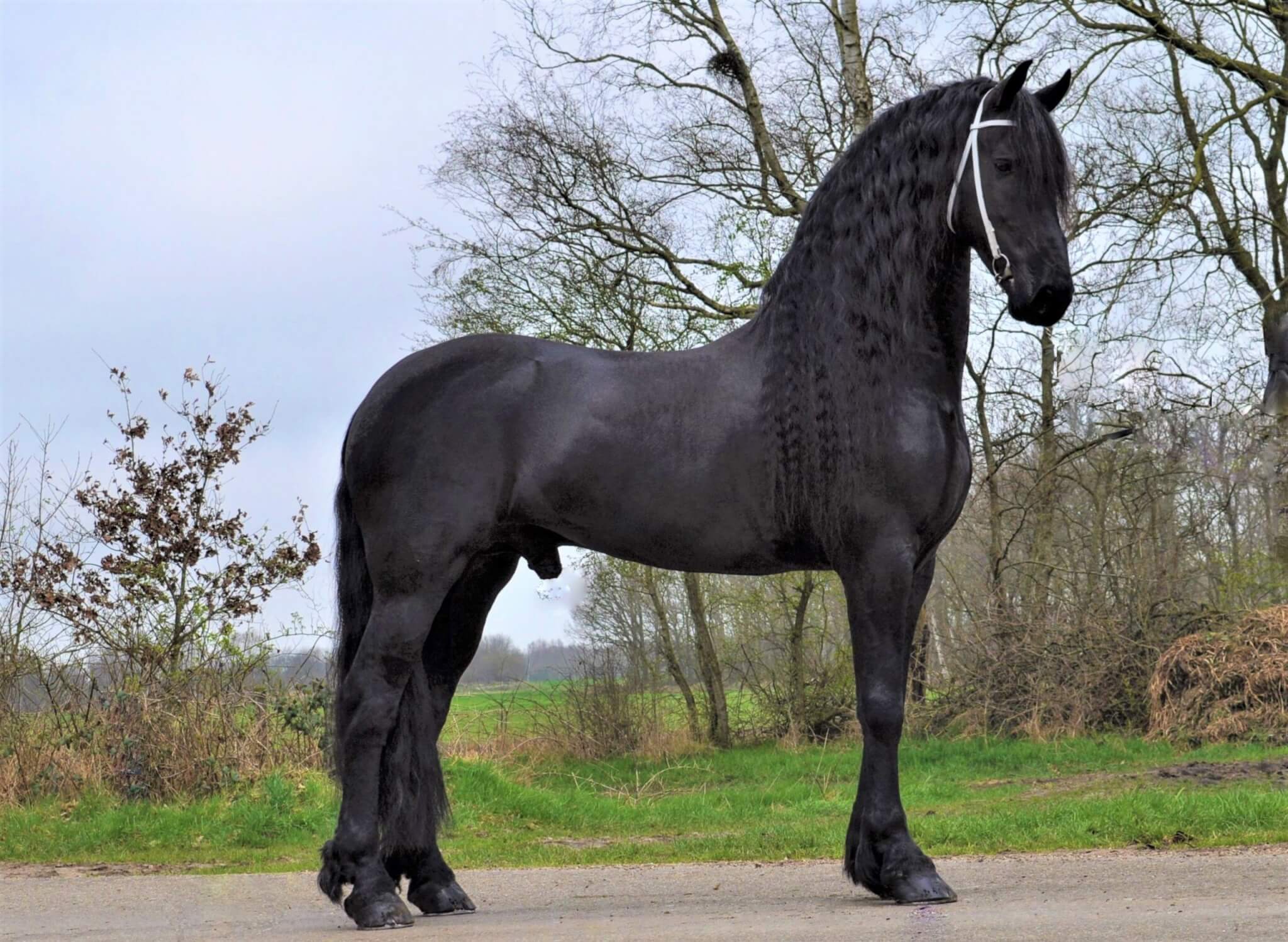 Siert 499 till Aftonmora Friesians