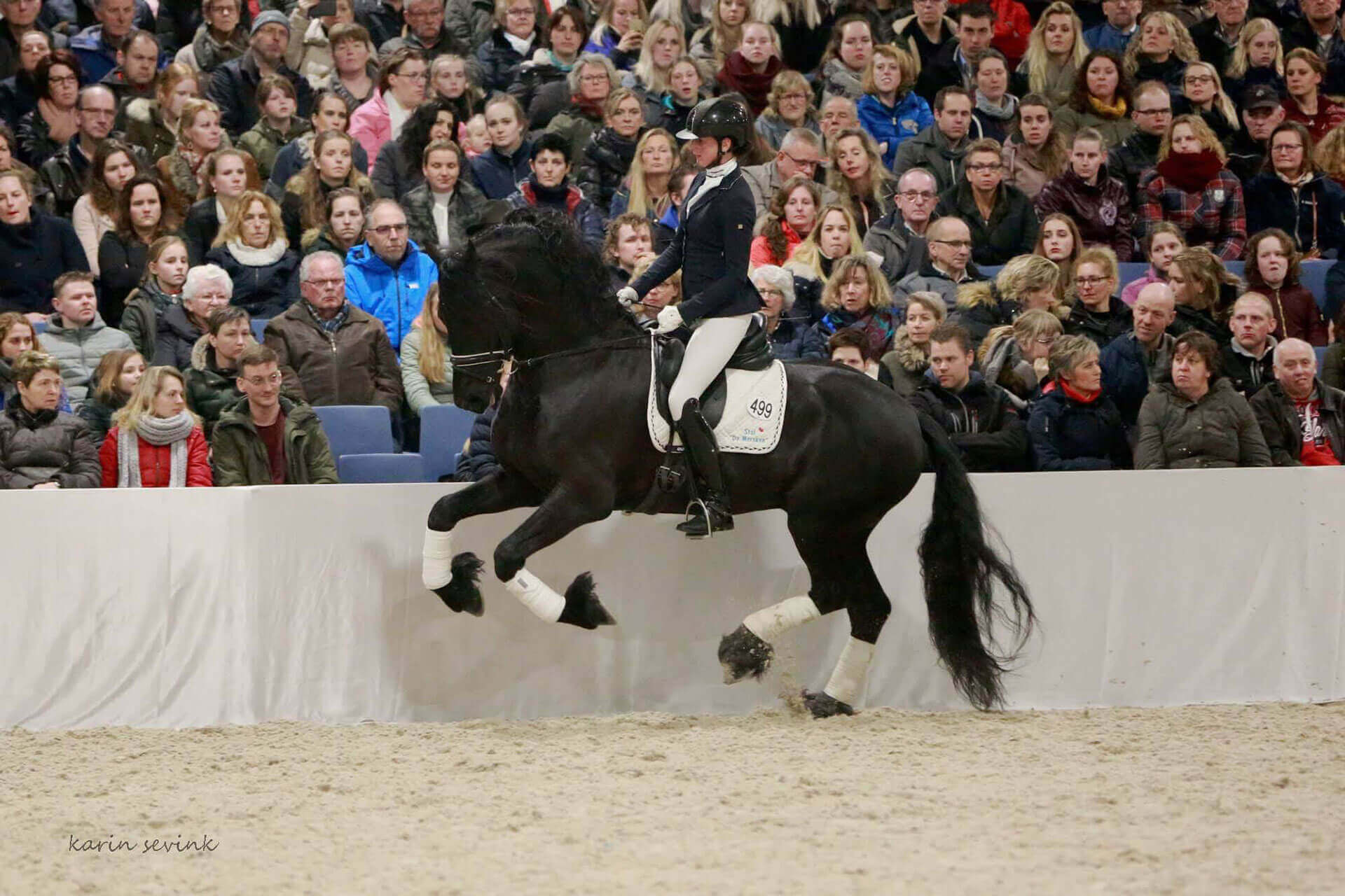 Resultat Strömsholm premiering & IBOP 2019