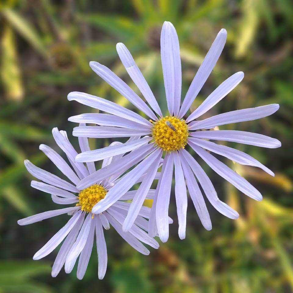 Verksamhetsberättelse verksamhetsplan