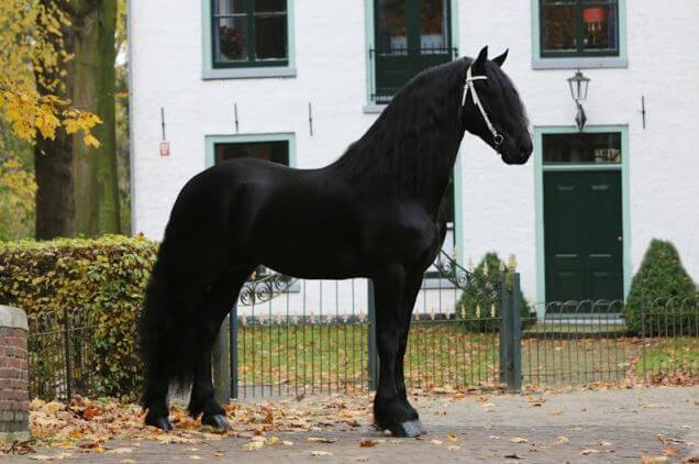 Alke 468 Sport till Aftonmora Friesians
