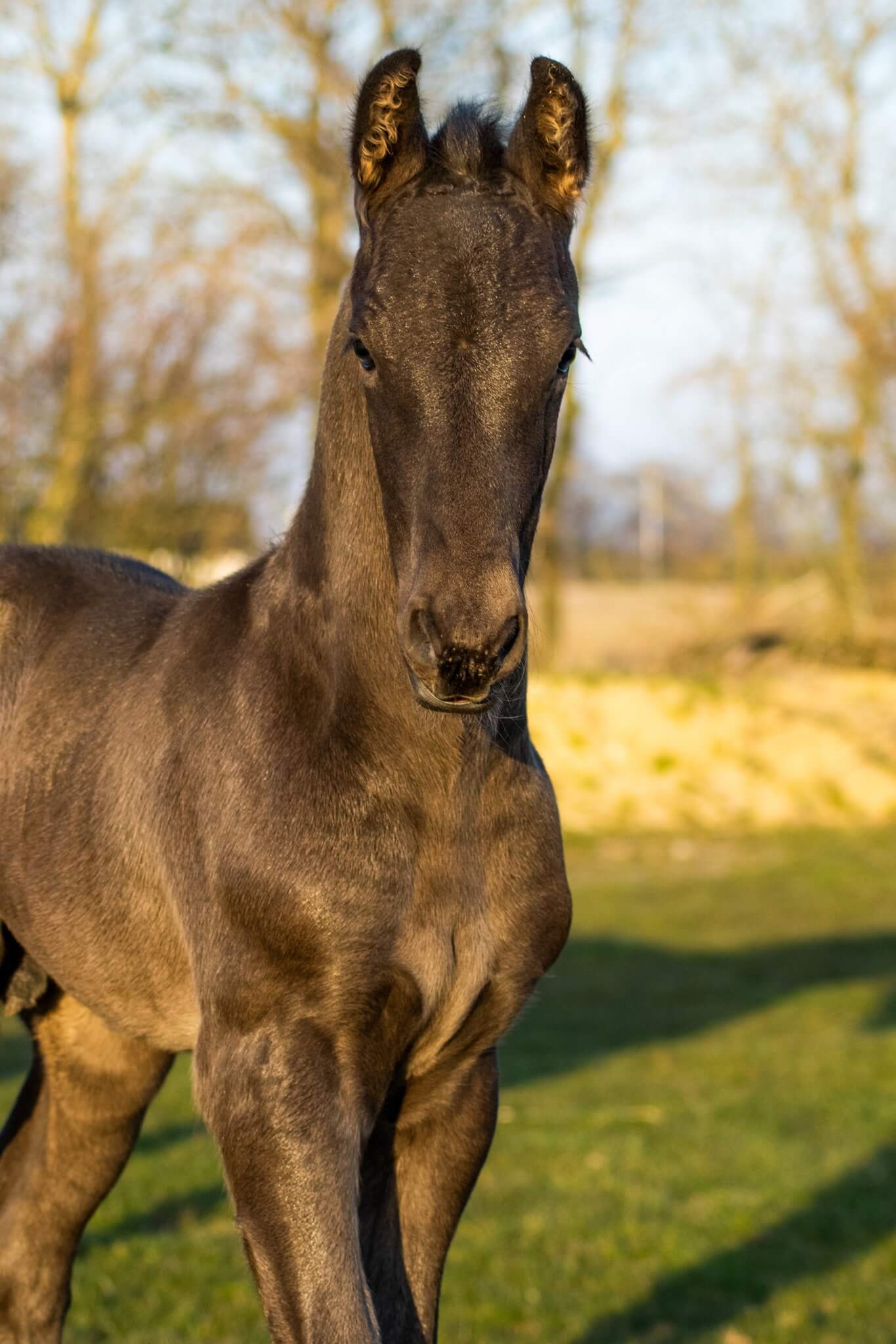 Vad kostar en frieserhäst?