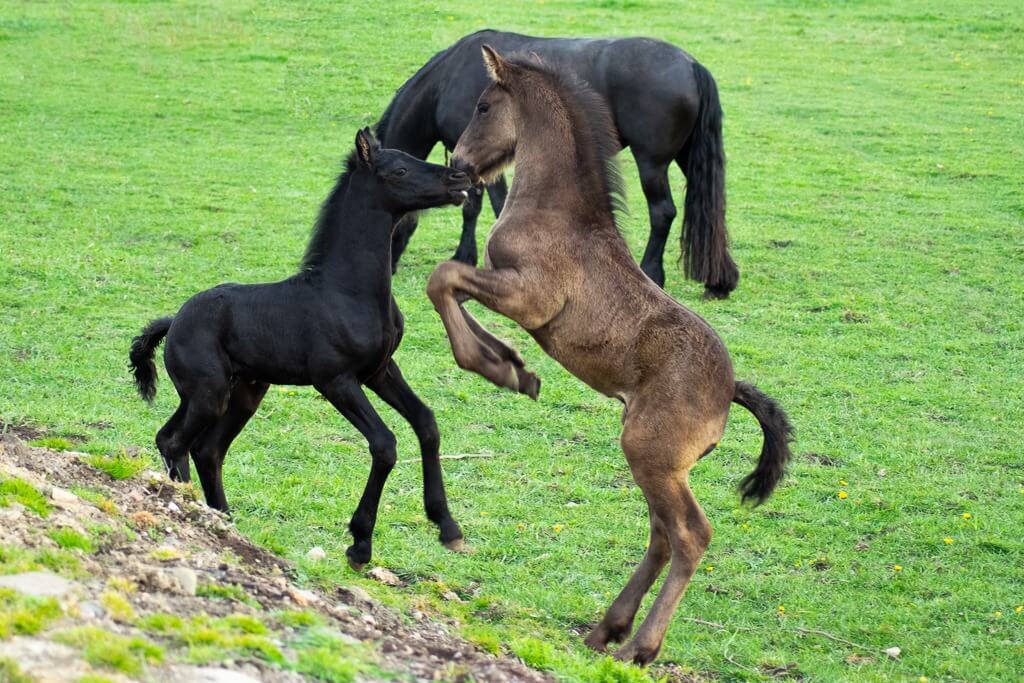 Vinnande bidraget i tävlingen årets fölbild!