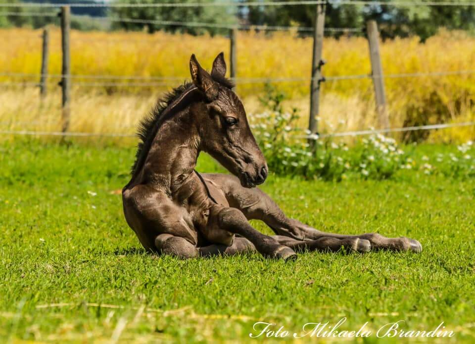Fölregistrering och pass