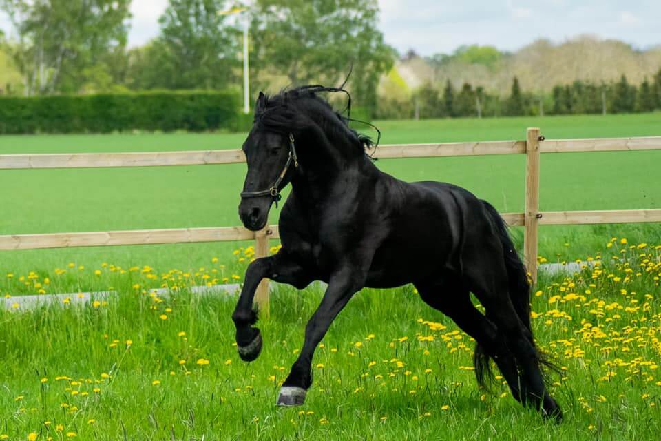 Aarnold 471 Sport Elite