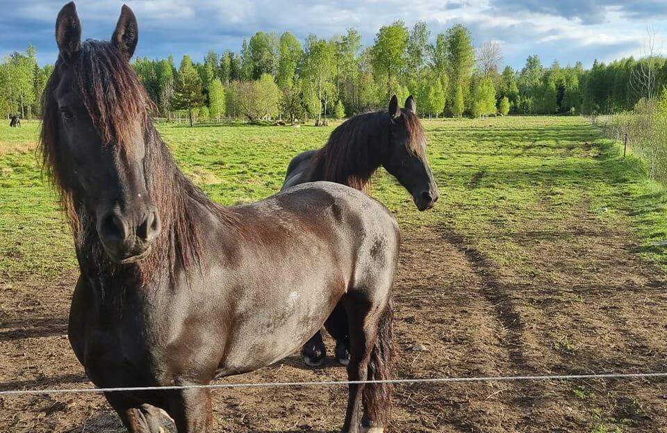 Meldemolundens 1 Kopia E1689585355864