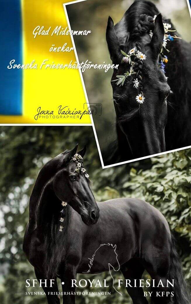 Svenska Frieserhästföreningen Midsommarbild 2021
