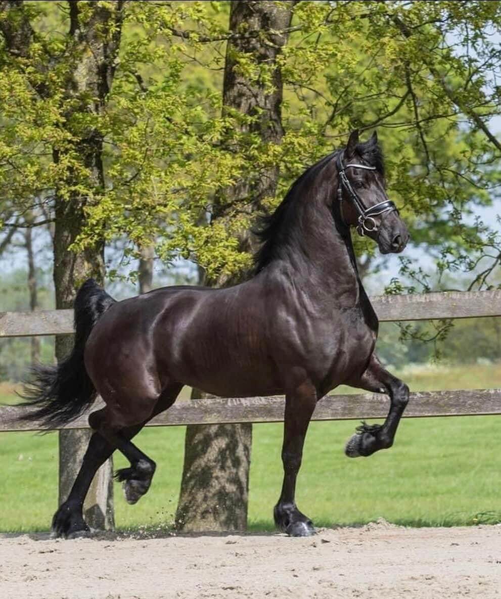 SFHF- Ramsdalens Frieser