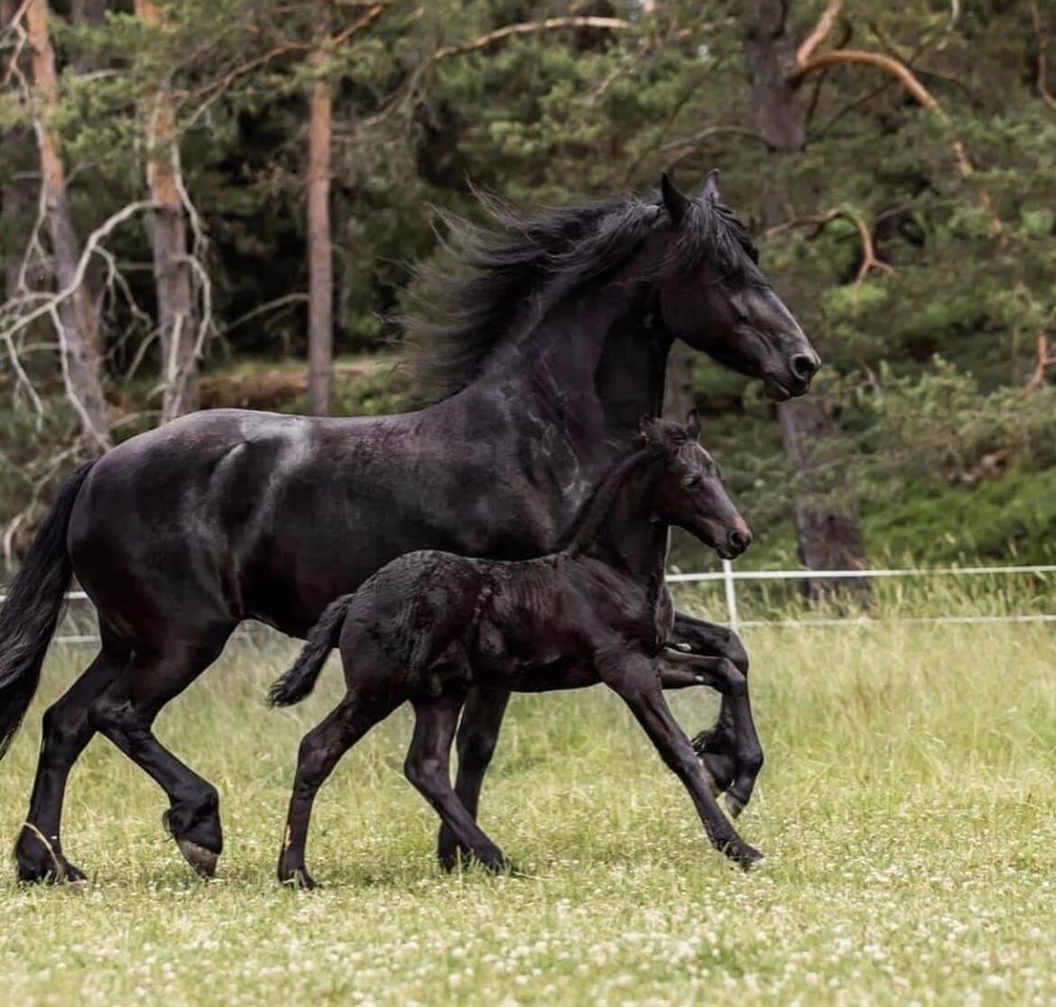 SFHF- Ramsdalens Frieser