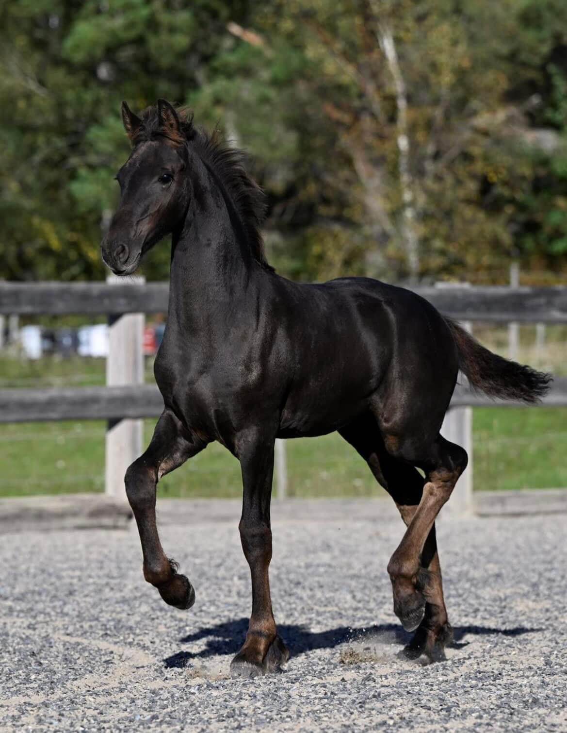 SFHF- Ramsdalens Frieser