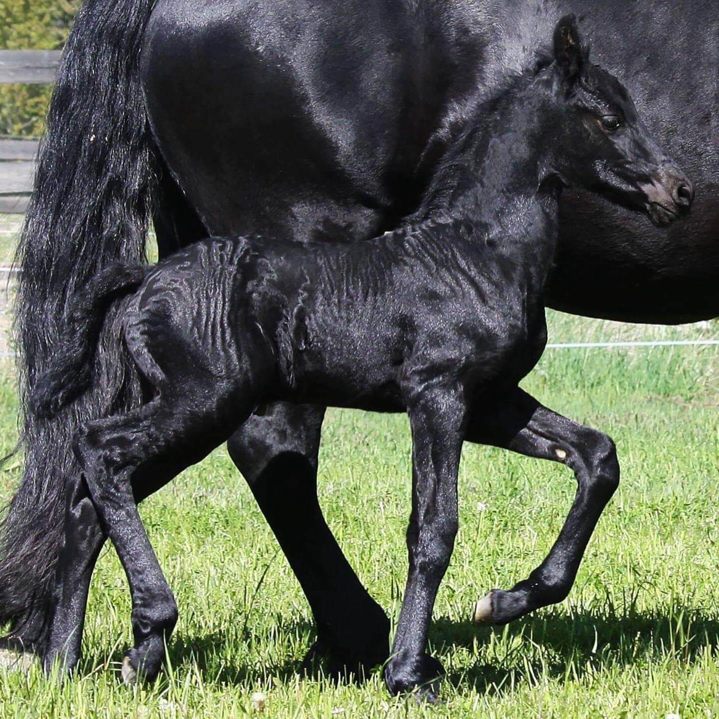 SFHF- Ramsdalens Frieser