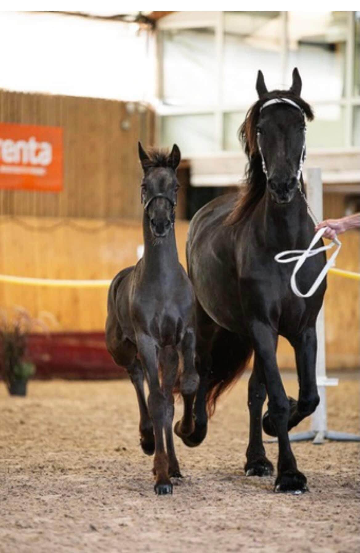 SFHF- Ramsdalens Frieser