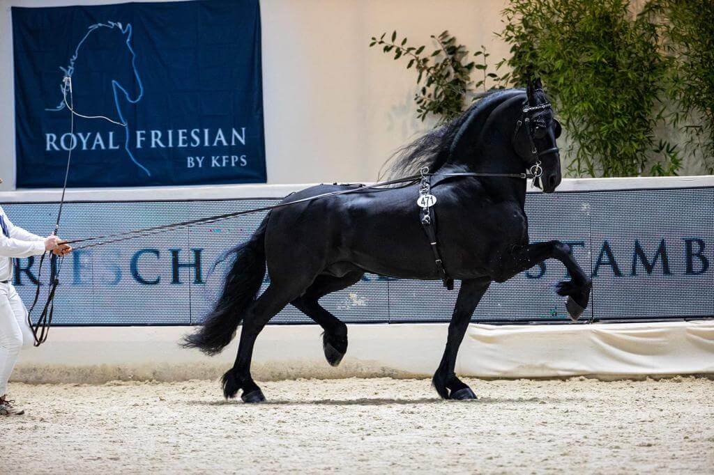 Aarnold 471 Sport Elite AAA