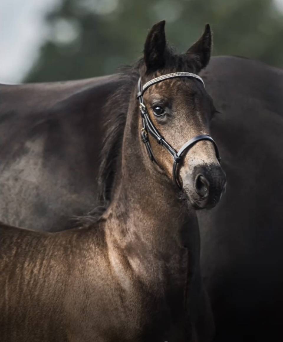 SFHF premiering föl