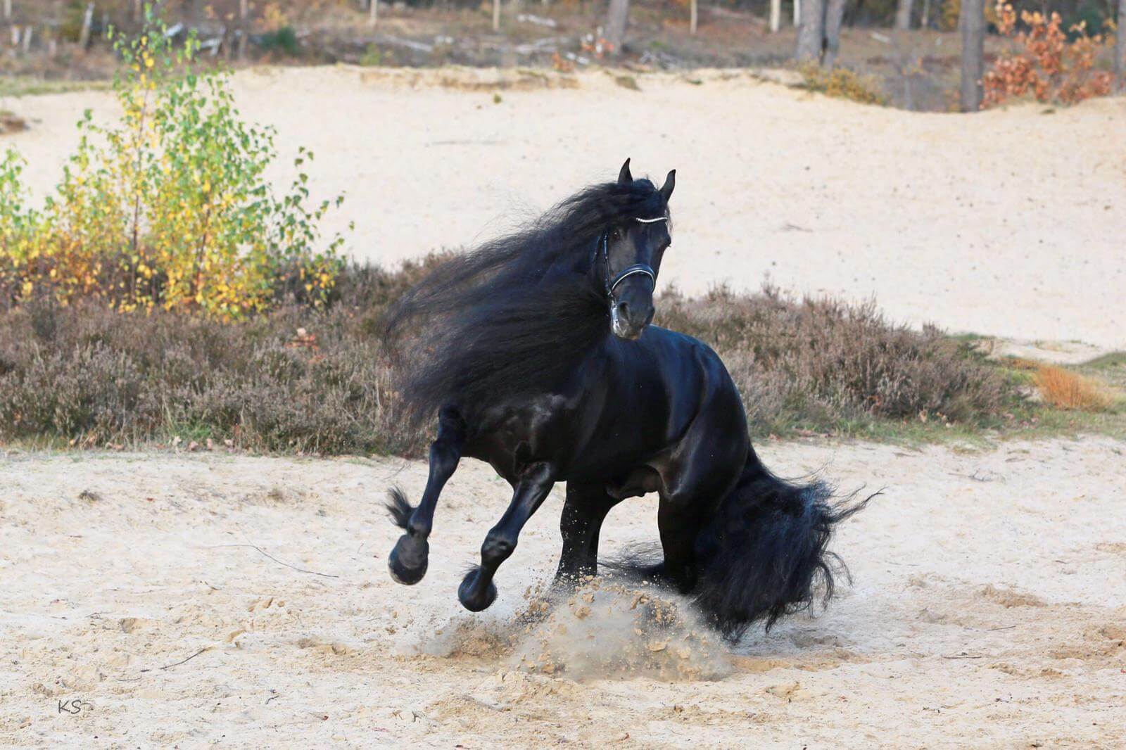 DNA-testade hingstar 2021