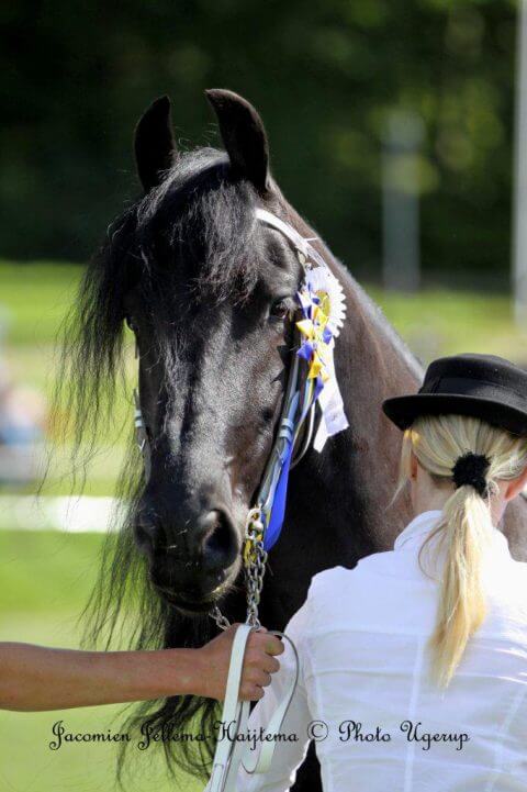 Tjibbe v/d Nevelhorst, ägare Annelie Wetterholm