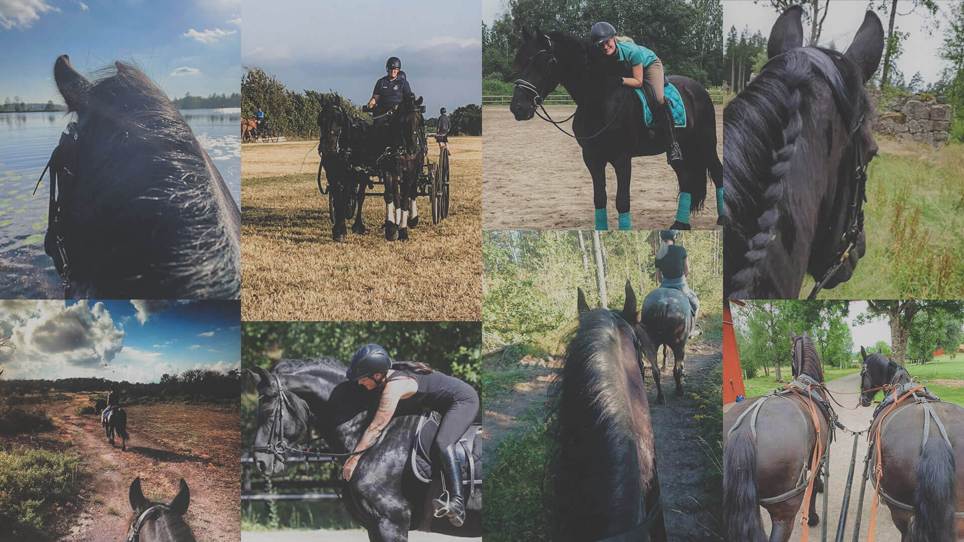 Svenska Frieserhästföreningen fotogallerier