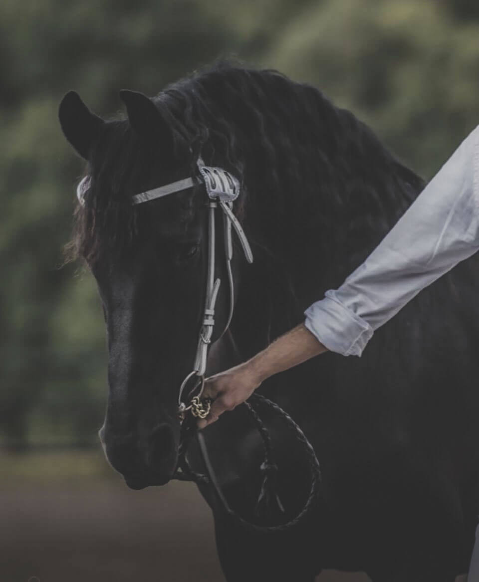Föreningens avelspris