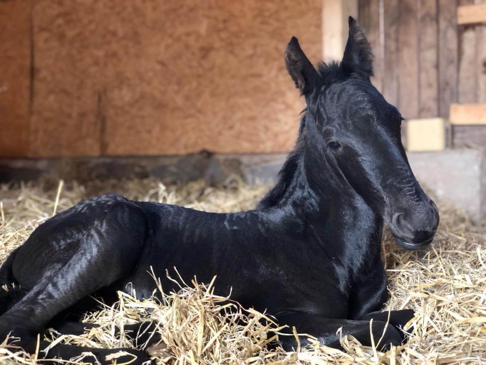 Indigo Af Aftonmora Enane492xmaurits437