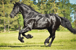 SFHF- Zwen af Vibbleboda