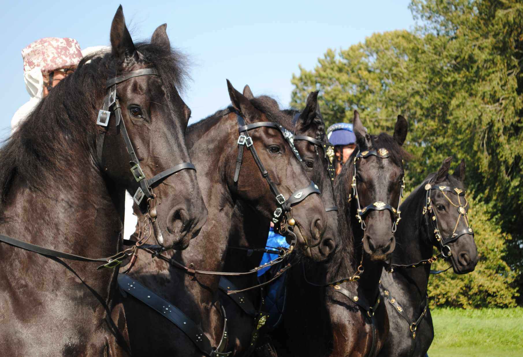 Jag vill vara med på evenemang runt om i Sverige