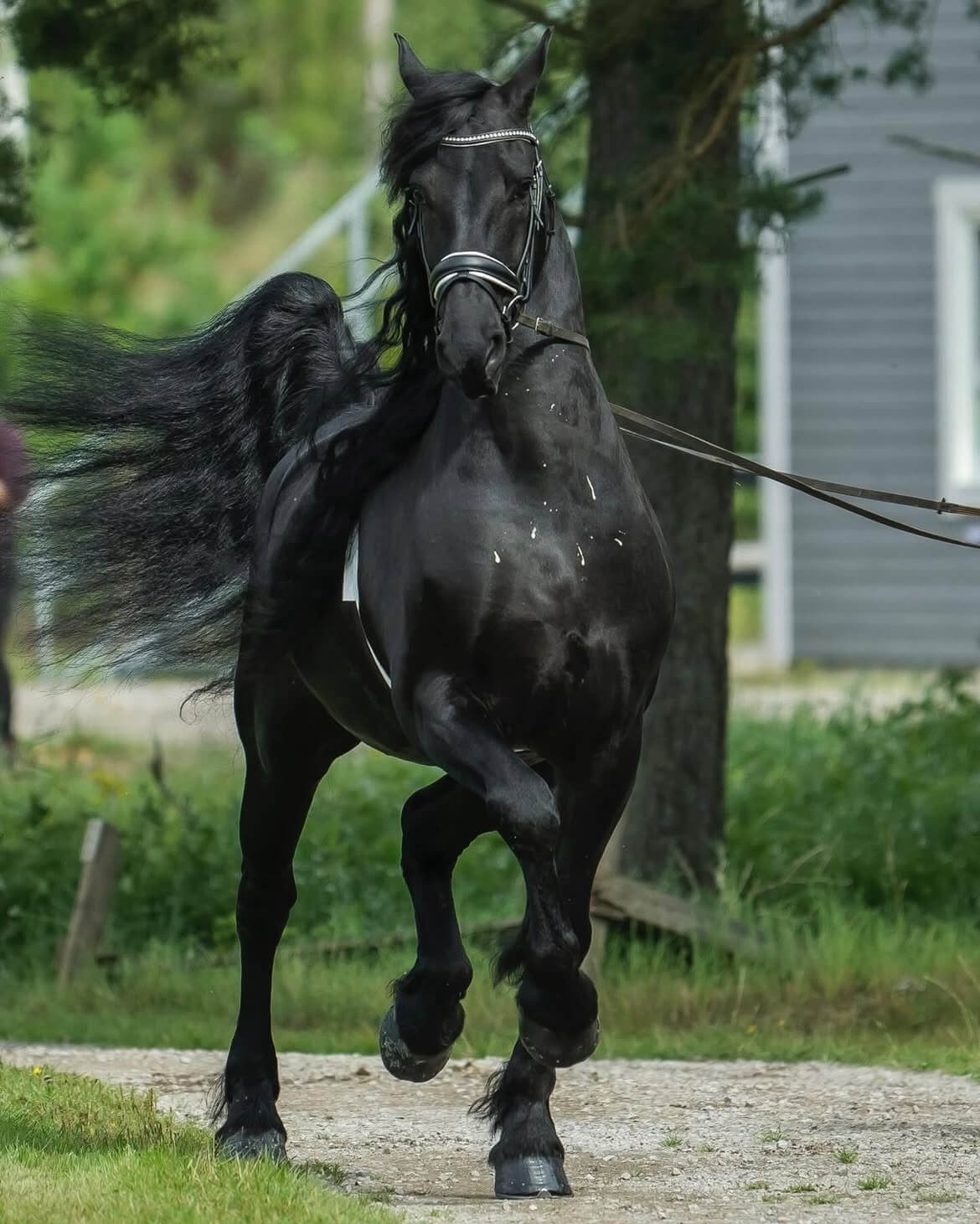 Djurens helg, Solvalla 16-17/8