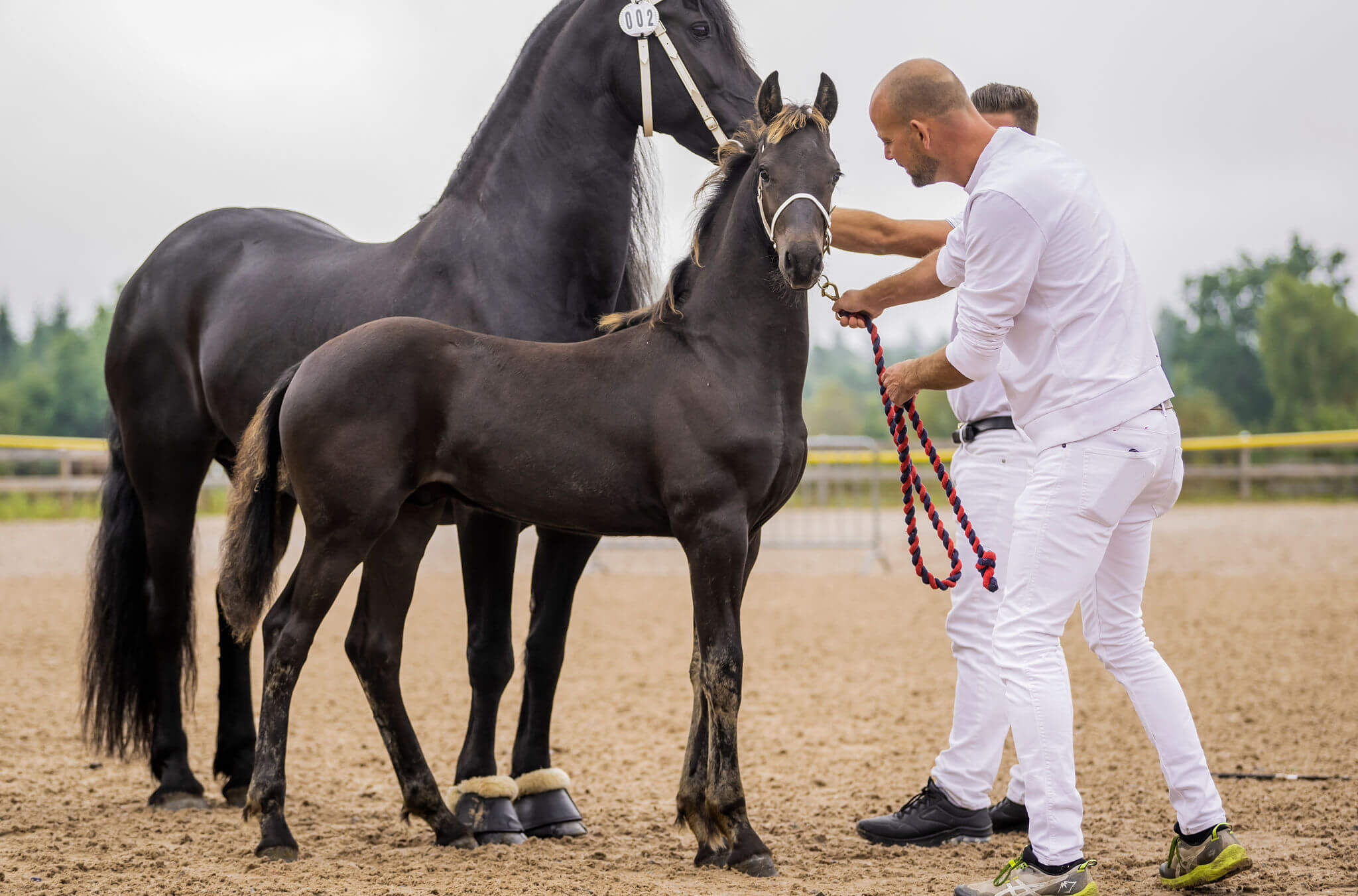 SFHF- Bästa föl Ljungby 2025