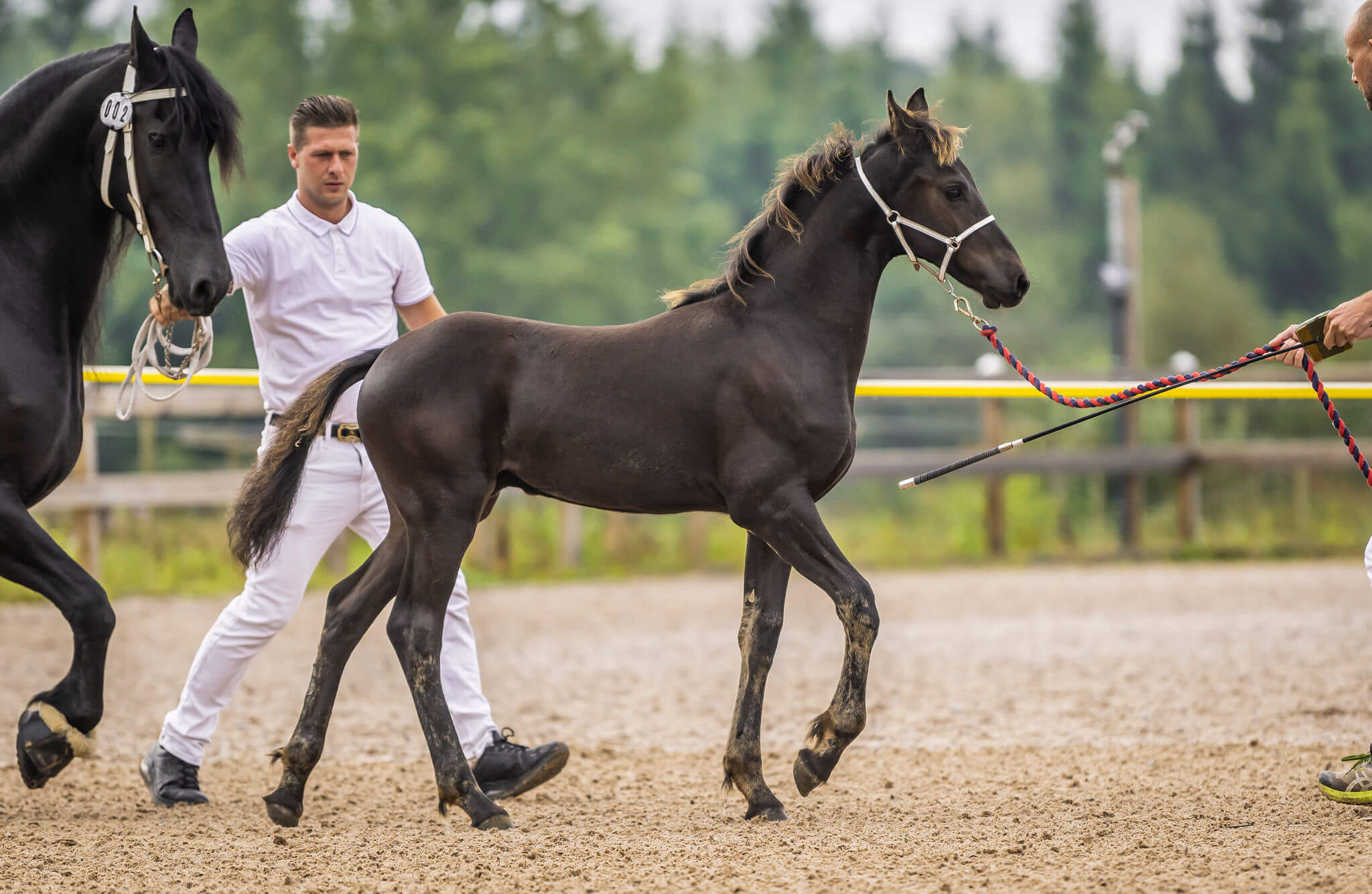 SFHF- föl Ljungby 2025