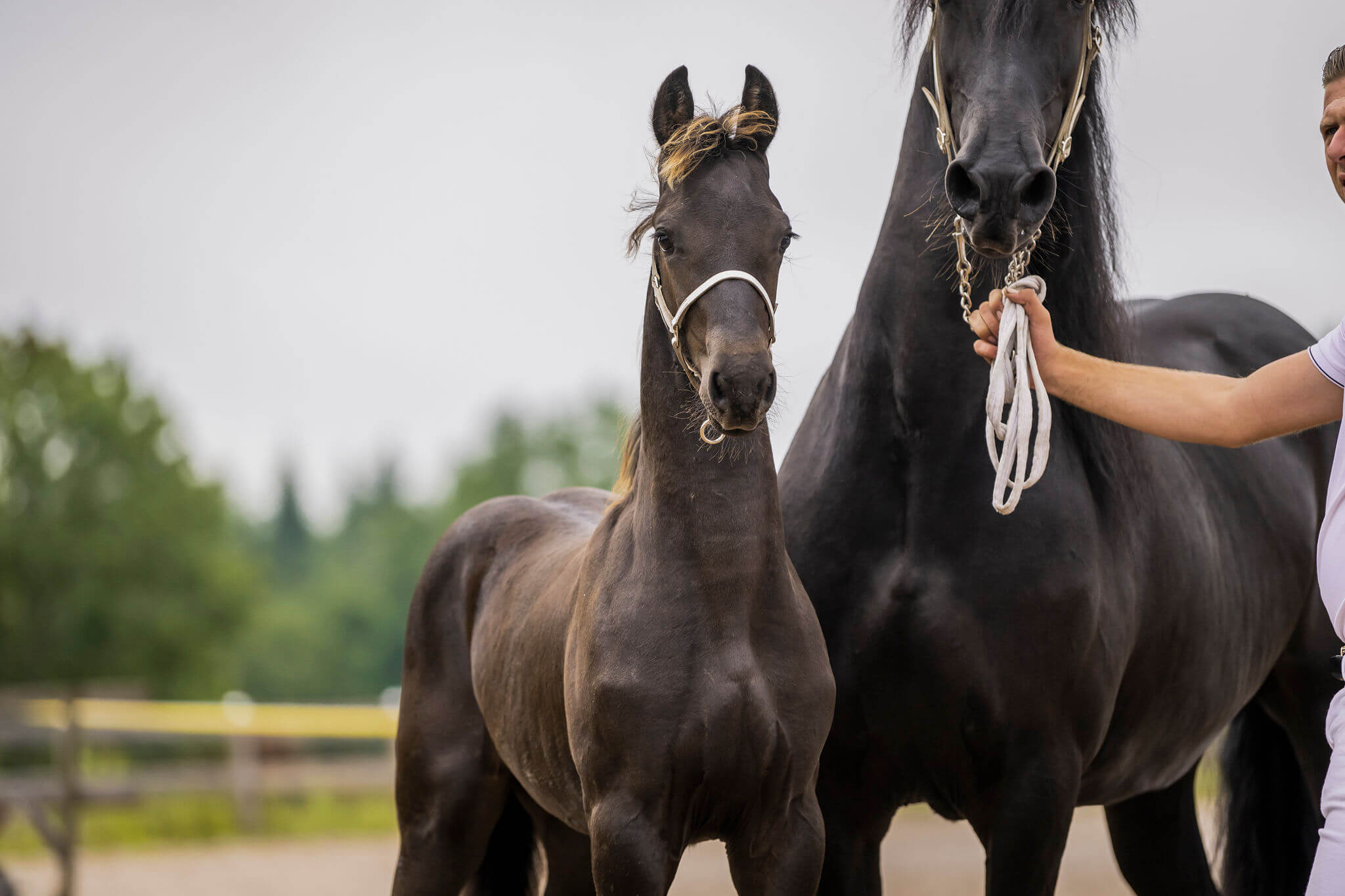 SFHF- föl Ljungby 2025