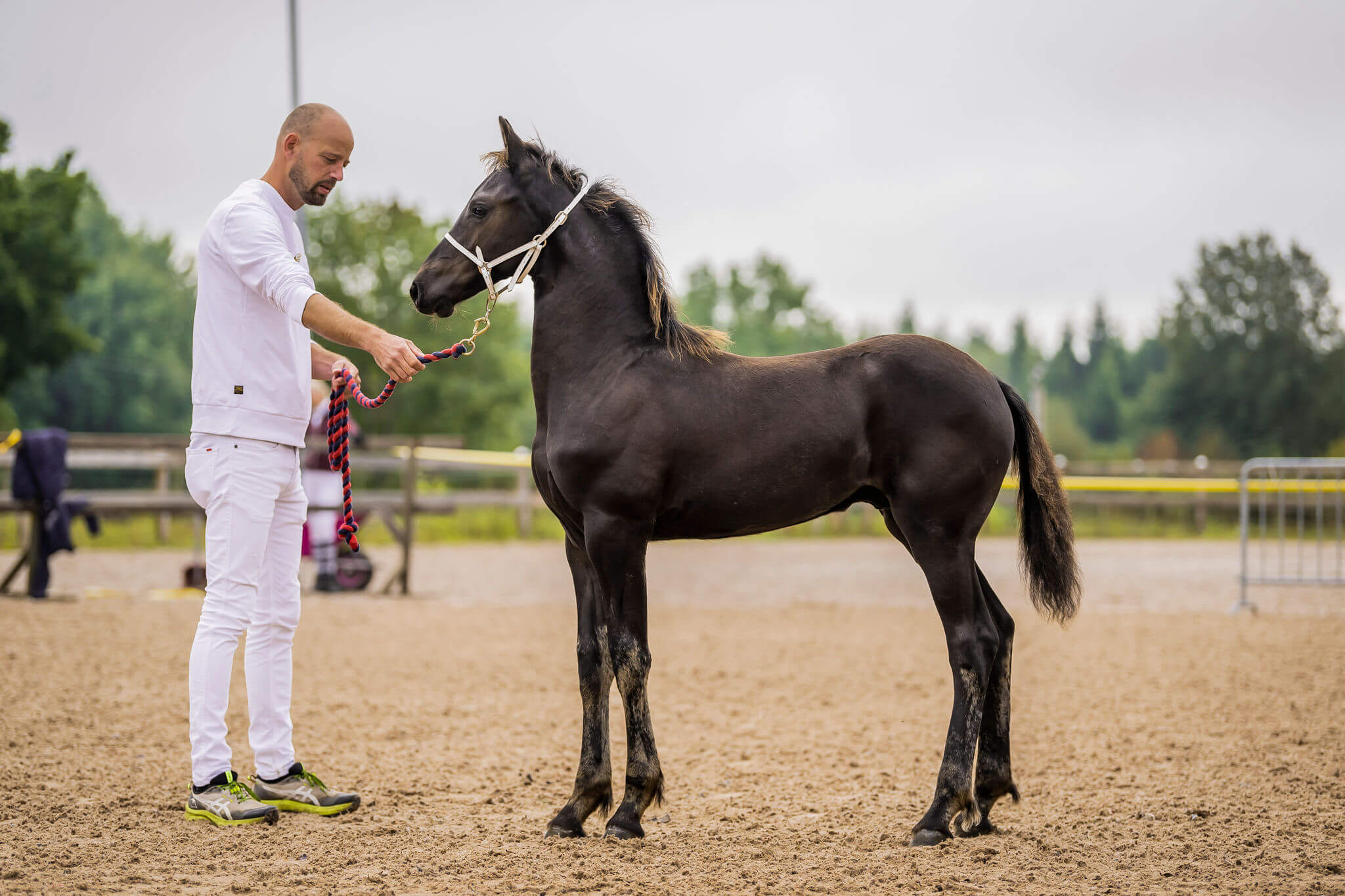 SFHF- föl uppställt Ljungby 2025