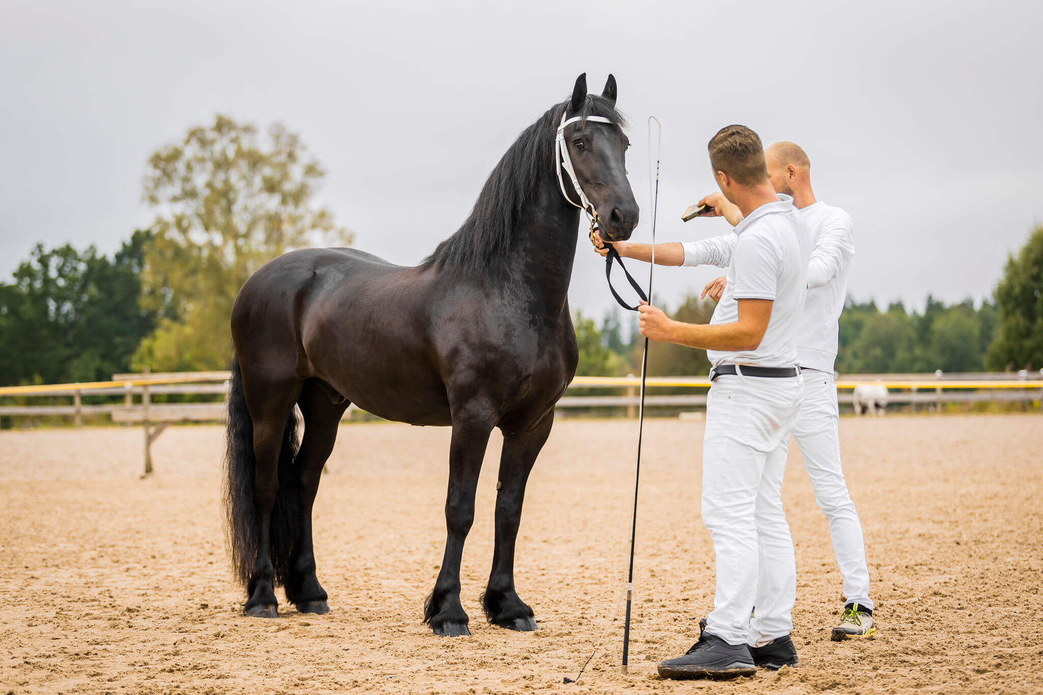 SFHF- Nelis Ljungby 2025