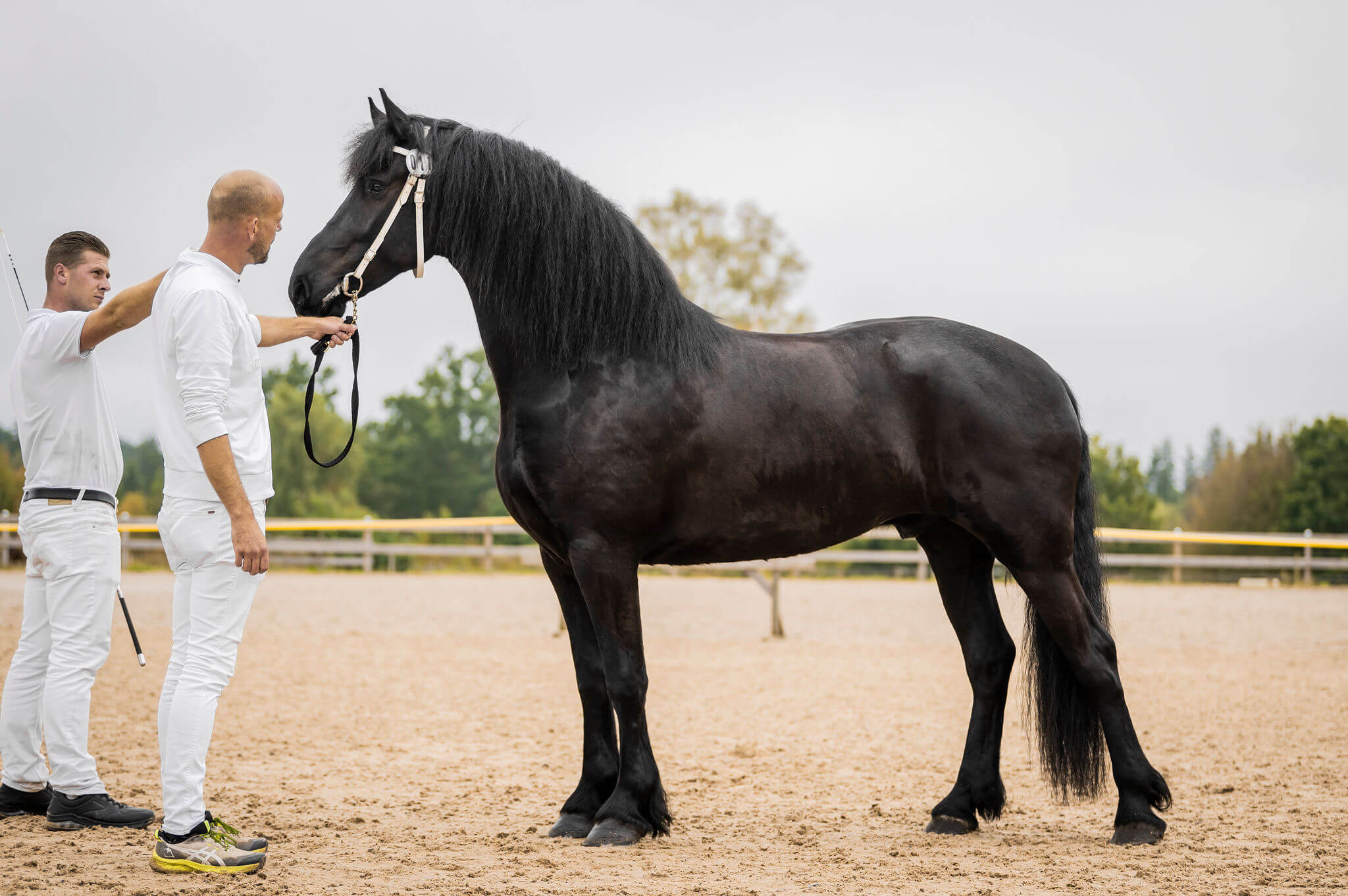 SFHF- Rastimus från Norrhult Ljungby 2025